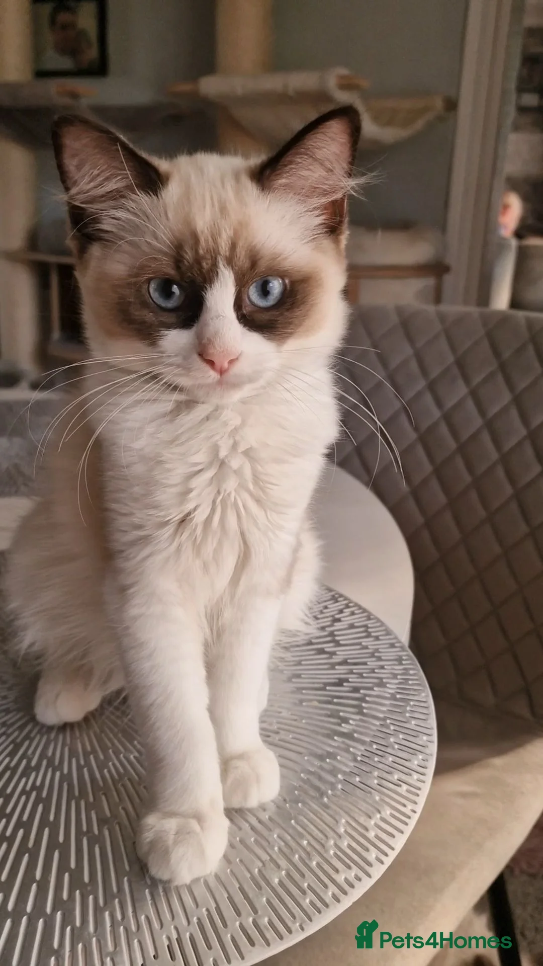 Ragdoll cats for sale: Last 2 Luxury Kittens left -European line Ragdoll - Advert 2