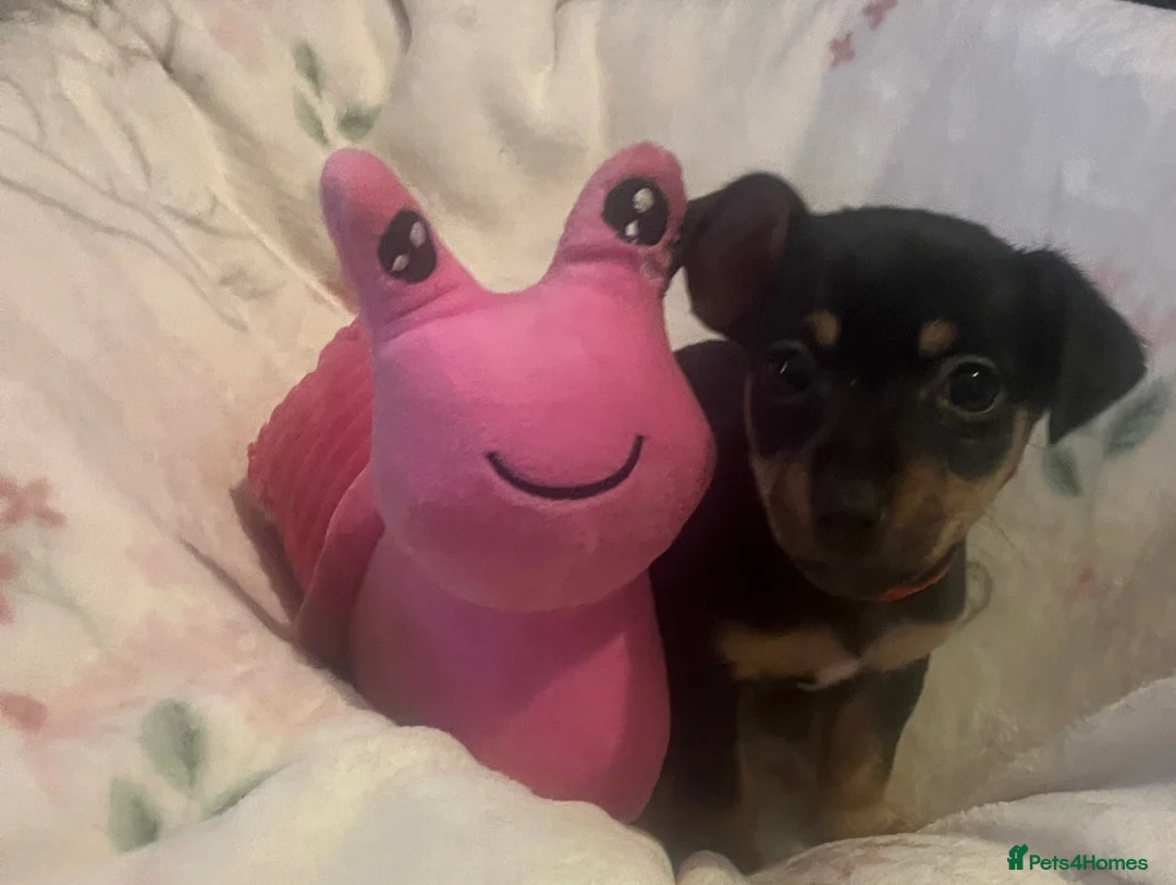 Jack Russell dogs for sale: Miniature rare natural bobtailed jack Russells - Advert 15