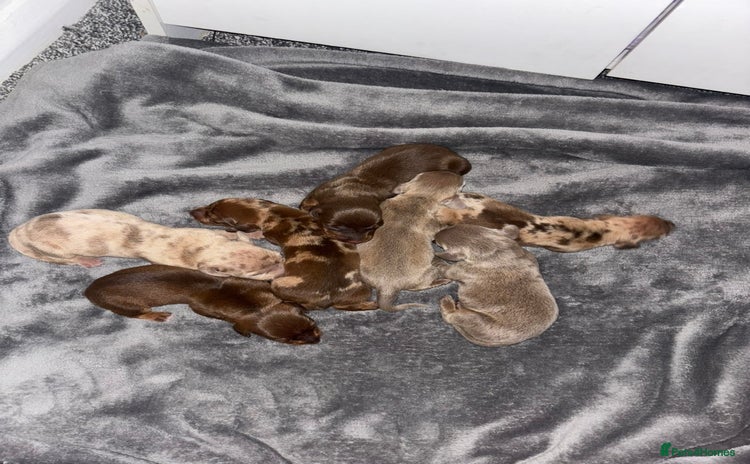 Miniature Dachshund dogs - Advert 5