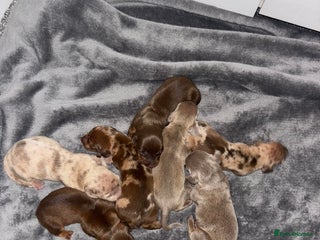 Miniature Dachshund dogs - Advert 3