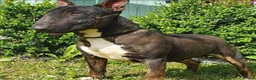 English Bull Terrier dogs for stud: Proven Bull Terrier studs - Advert 2