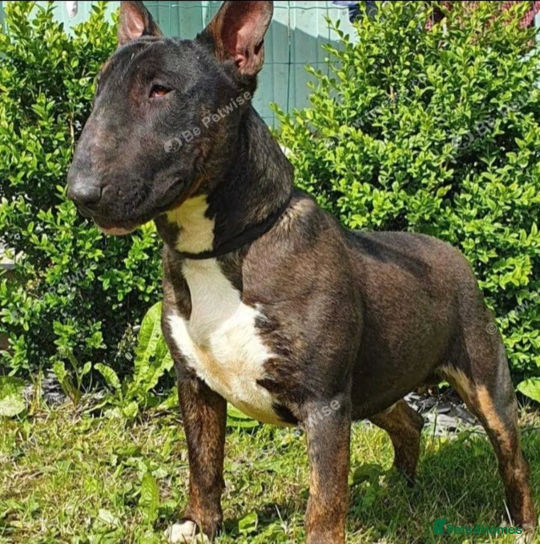 English Bull Terrier dogs for stud: Proven Bull Terrier studs - Advert 2