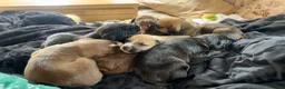 Mixed Breed dogs for sale: Athena x Ares Puppies – Not for Everyone in Manchester - Advert 6