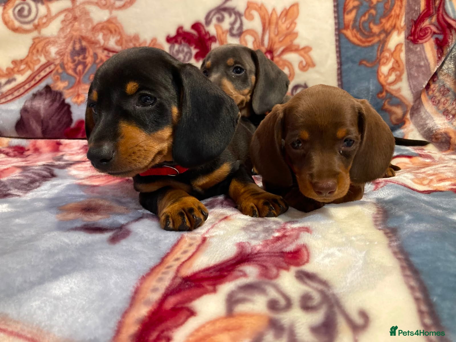 Dachshund dogs Mini dachshund puppies - Advert 18