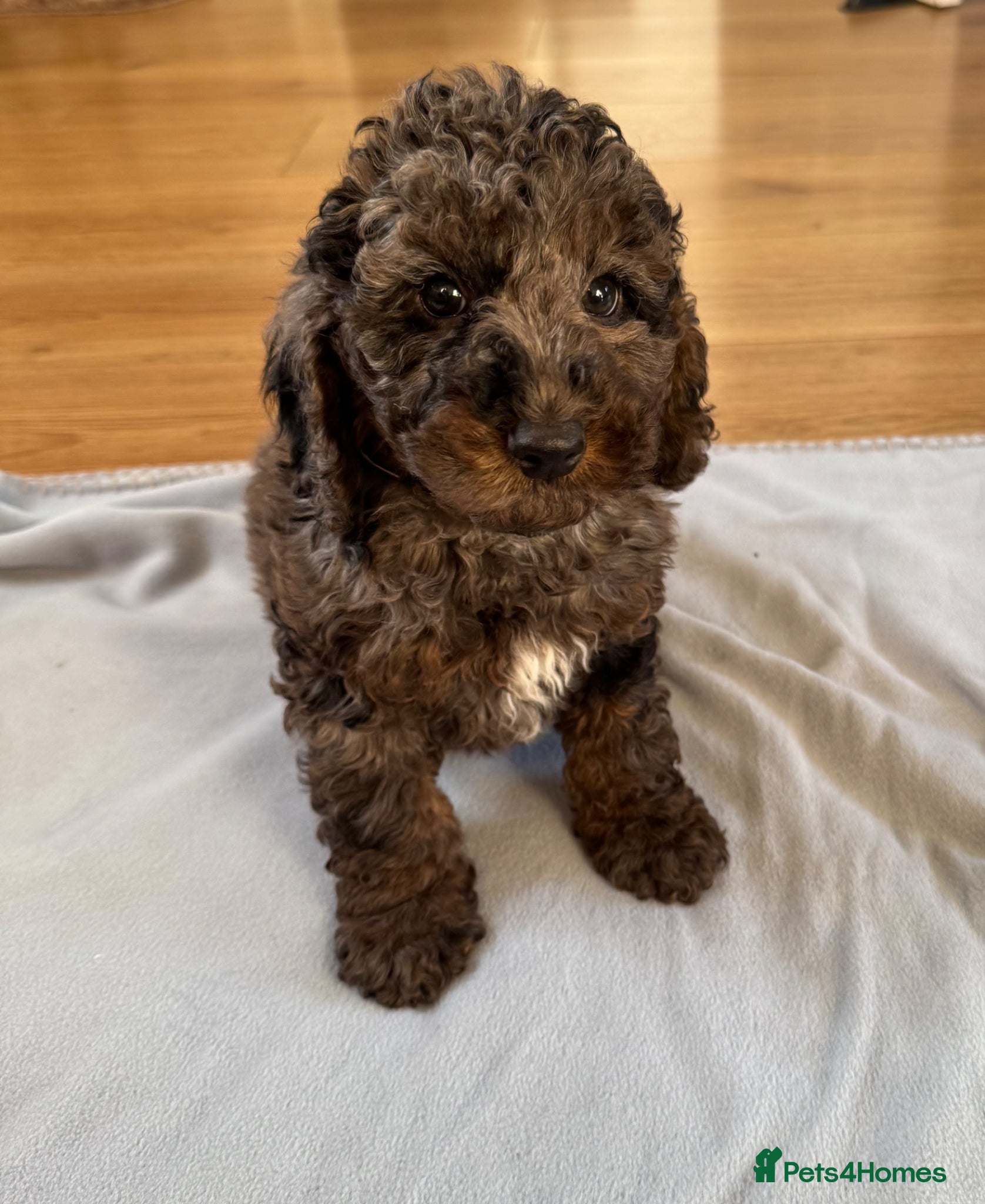 Cockapoo dogs F1 cockapoos  - Advert 7