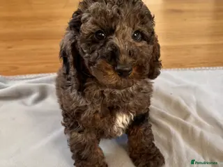 Cockapoo dogs F1 cockapoos - Advert 7