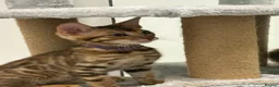 Bengal cats for sale: Bengal kittens  in London - Advert 4