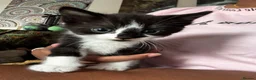 Mixed Breed cats for sale: 🐱 Adorable Black &White Domestic Shorthair Kitten in Swindon - Advert 4