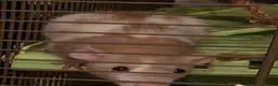 Rat rodents for sale: Pair of Female Dumbo Rats with large enclosure - Advert 3