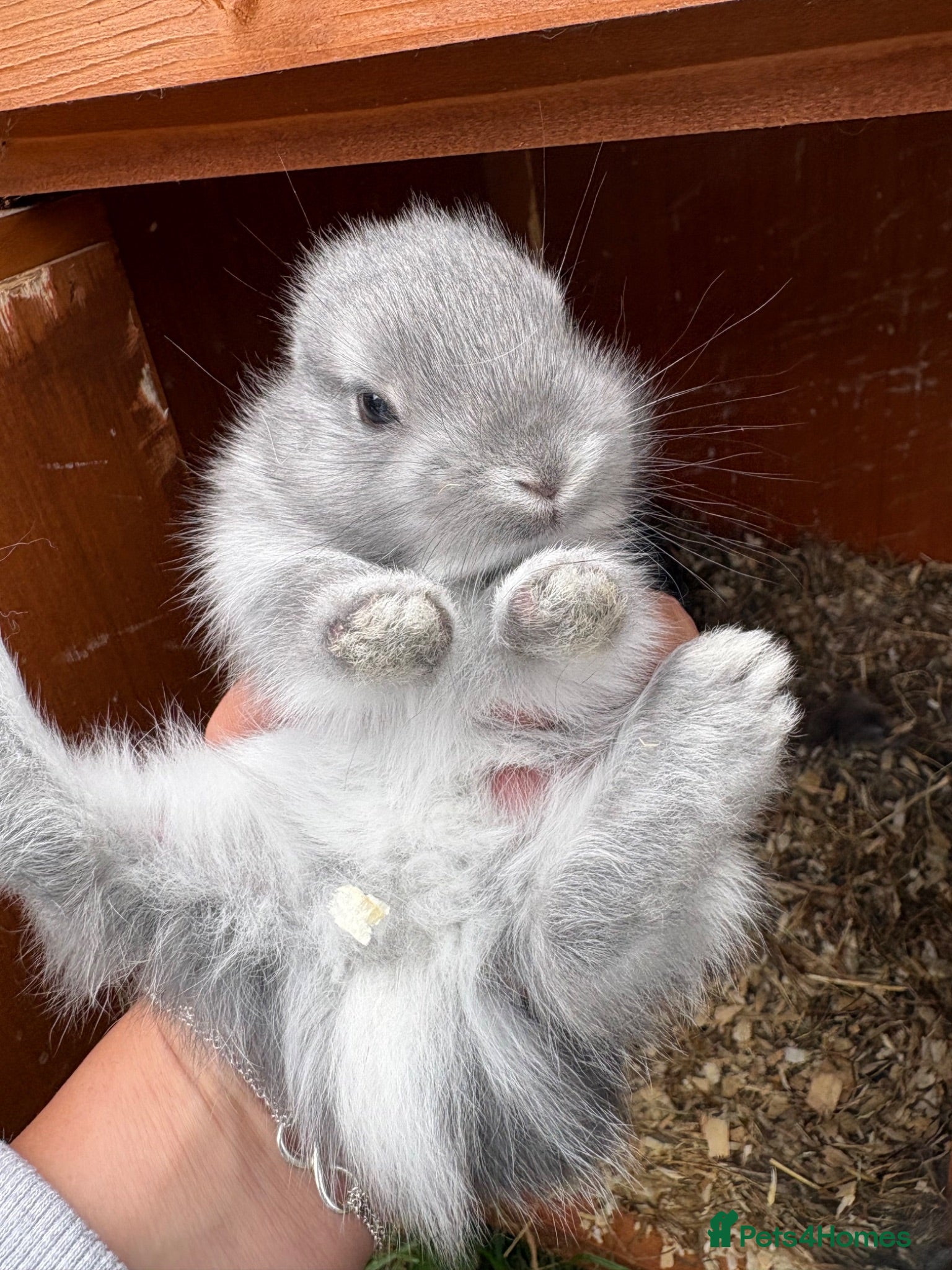 Netherland Dwarf rabbits Netherland dwarf x Rex  - Advert 16