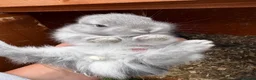 Netherland Dwarf rabbits for sale: Netherland dwarf x Rex  - Advert 1