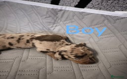 Dachshund dogs for sale: Miniature smooth hair dachshund  - Image 13