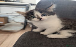 Maine Coon cats for sale: Maine coone cross  - Image 6