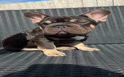 French Bulldog dogs for sale: Beautiful French bulls  - Image 17
