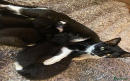 Mixed Breed cats for sale: Gorgeous kittens black and white - Image 12