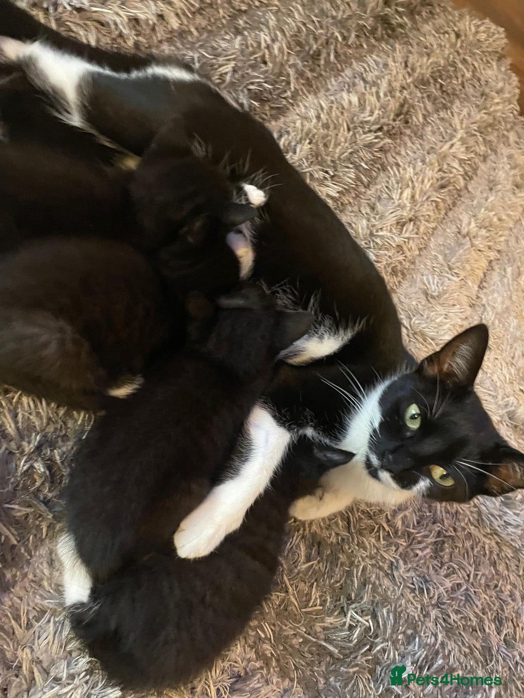 Mixed Breed cats for sale: Gorgeous kittens black and white - Image 12