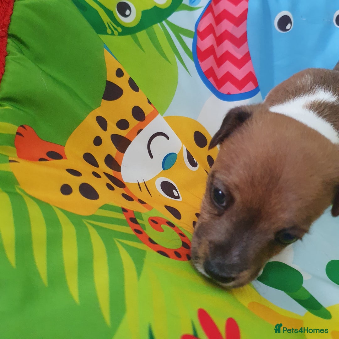 Jack Russell dogs for sale: Jack Russell puppies  - Image 9