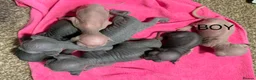 Sphynx cats for sale: Beautiful Spynx kittens  - Advert 1