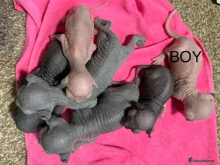 Sphynx cats Beautiful Spynx kittens - Advert 4