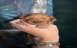Cockapoo dogs for sale: Beautiful F1 Cockapoos  - Image 9
