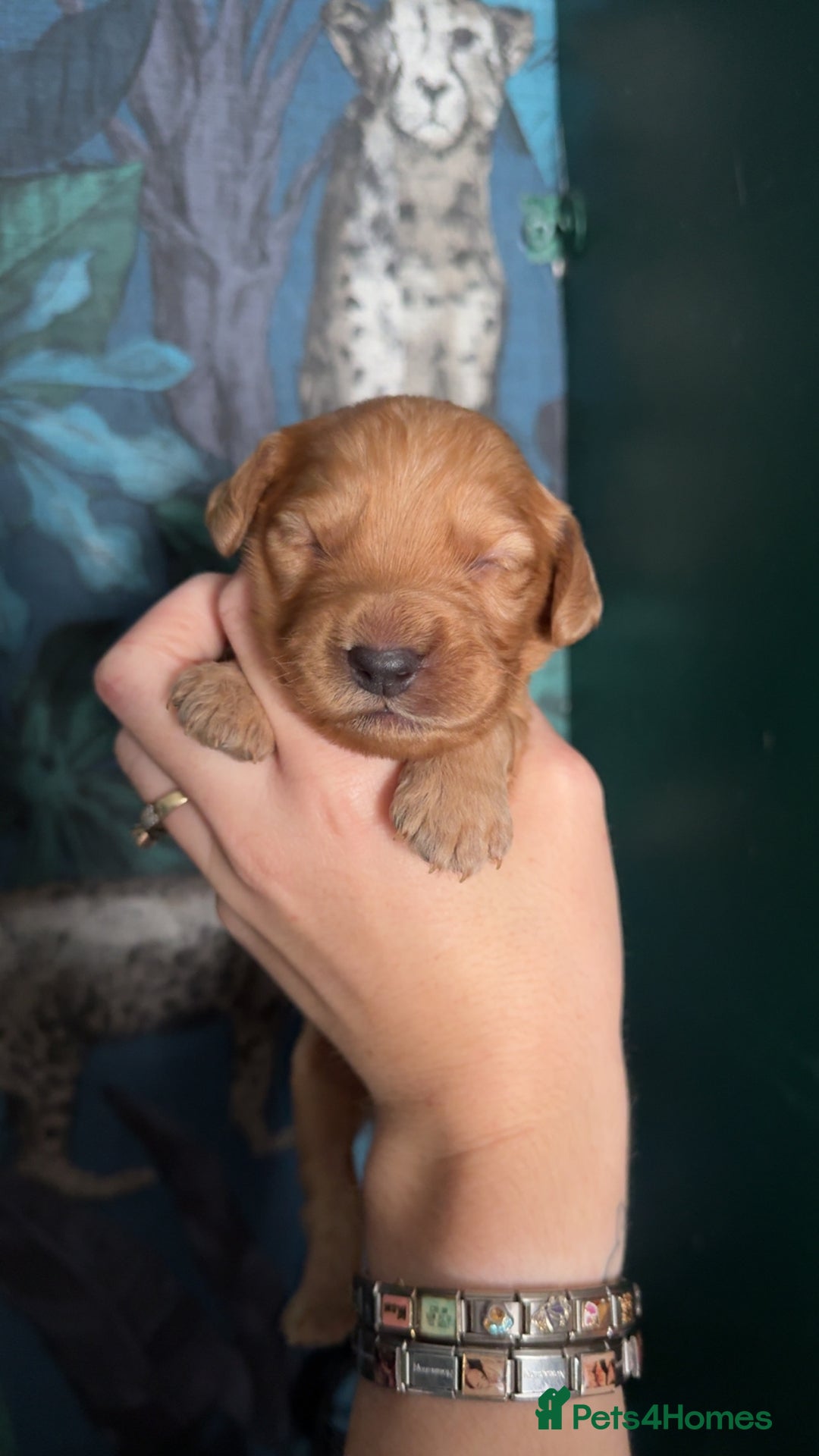 Cockapoo dogs for sale: Beautiful F1 Cockapoos  - Image 9
