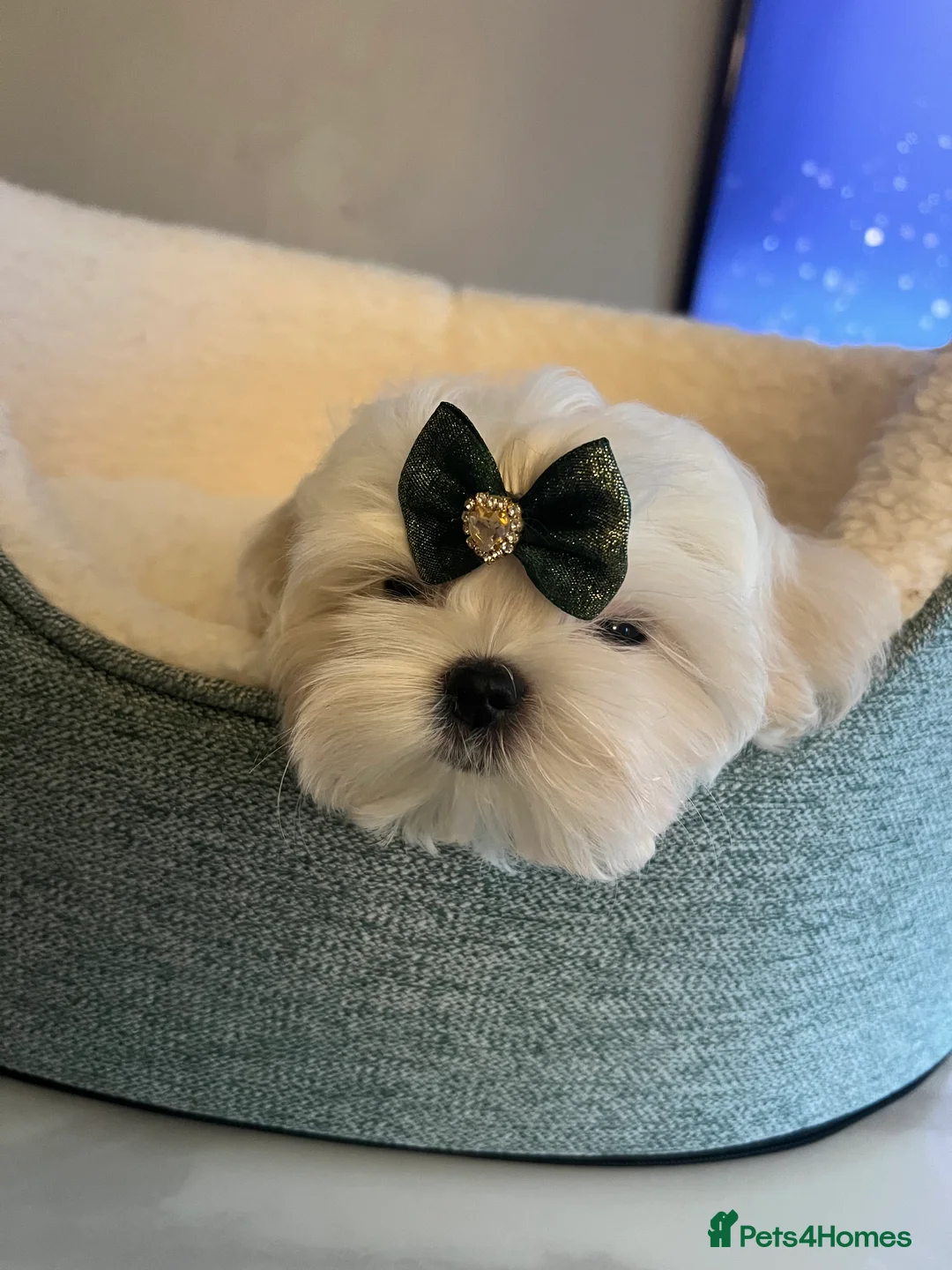 Maltese dogs for sale: Reduced price 💙Maltese cute puppies 💙 - Advert 4