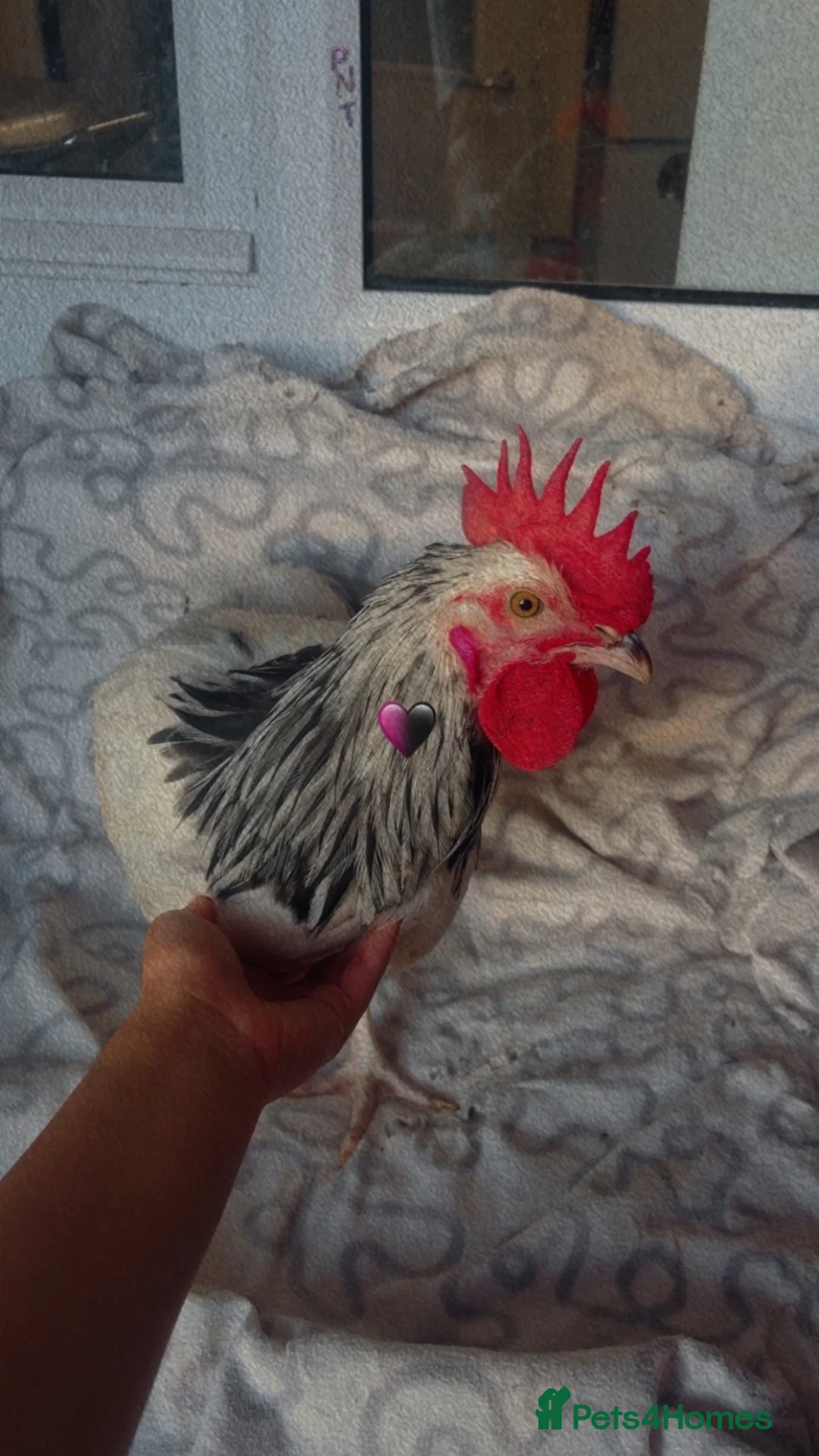 Chickens poultry for sale: One rooster and 2 hens  - Advert 13