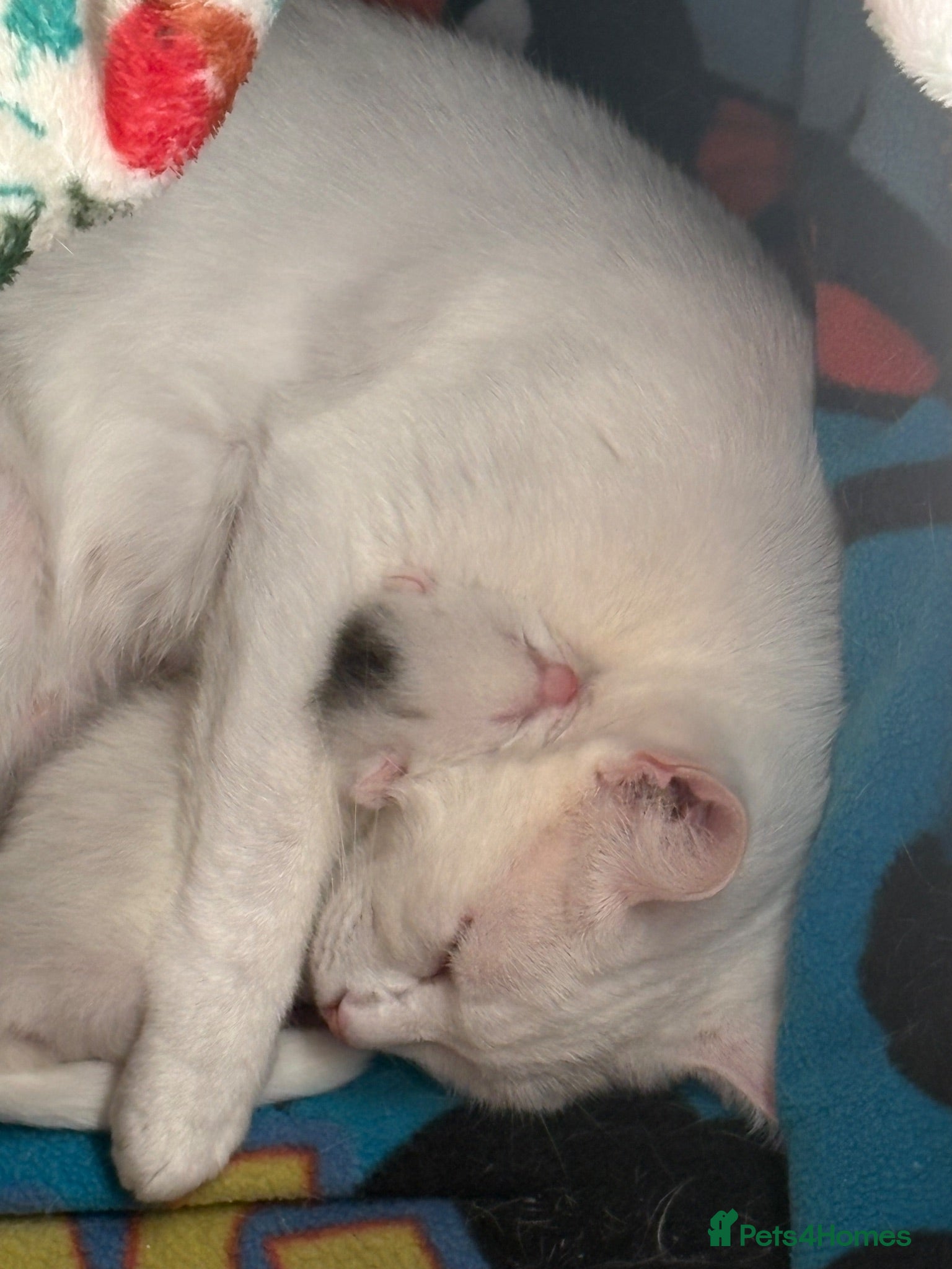 Mixed Breed cats White female kitten - Advert 2