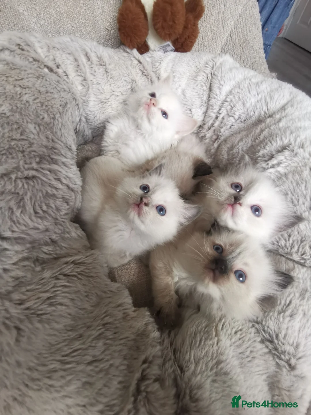 Ragdoll cats for sale: health tested parents pure ragdoll baby's  - Advert 14
