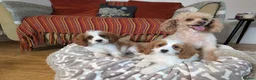 Cavapoo dogs for sale: Adorable F1 Cavapoo, health tested puppies  in Worcester - Advert 3