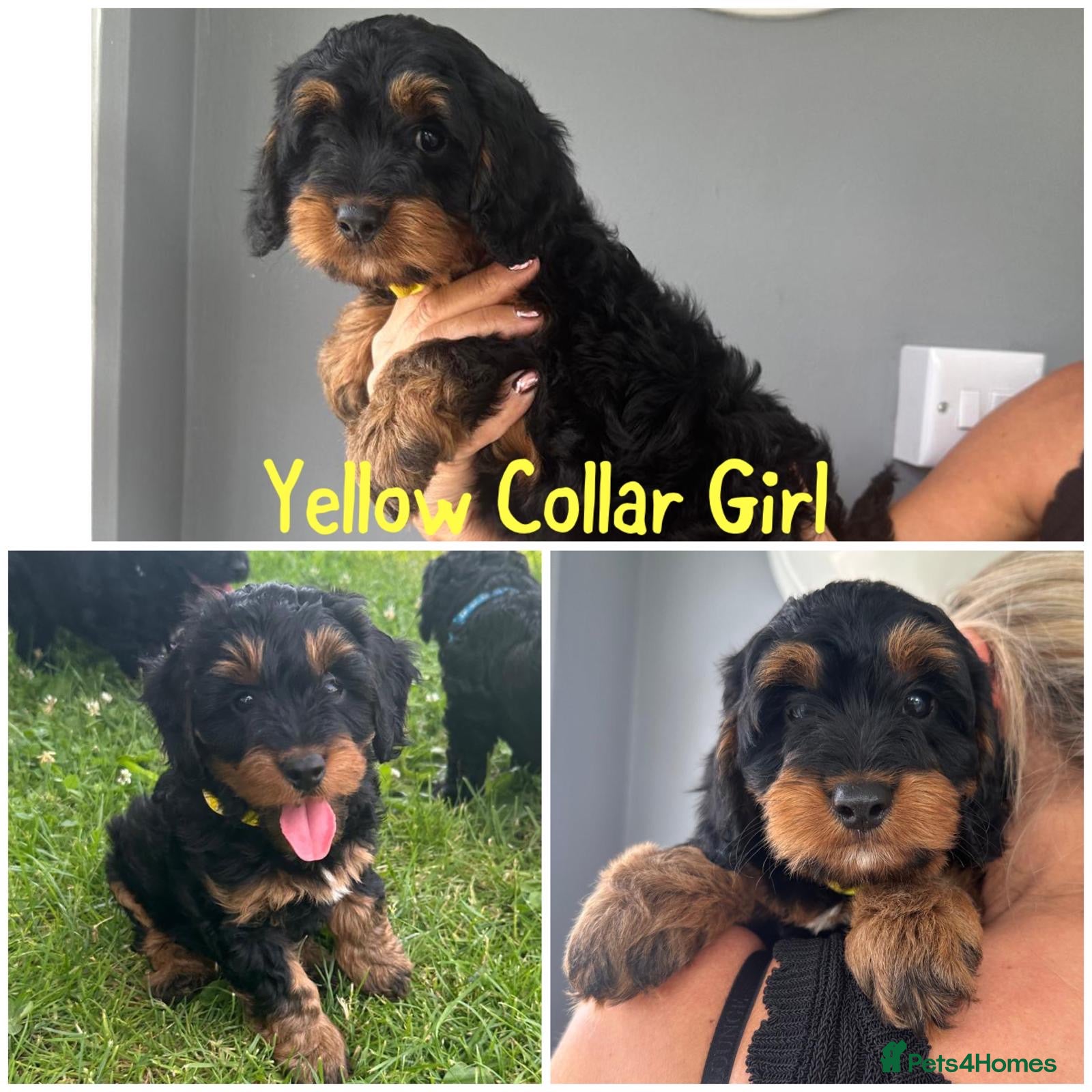 Mixed Breed dogs  (Ready Now) stunning Cockapoos - Advert 2