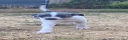 Italian Greyhound dogs for sale: Italian greyhounds - Advert 5