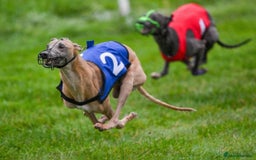 Whippet dogs for sale: 8 KC gorgeous pups, 4 boys & 4 girls. - Image 17