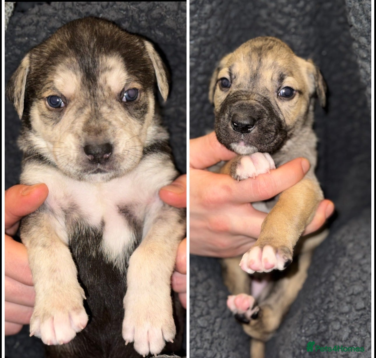 Mixed Breed dogs 2 mixed breed puppies for sale  - Advert 1