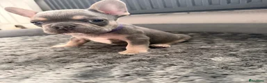 French Bulldog 5
