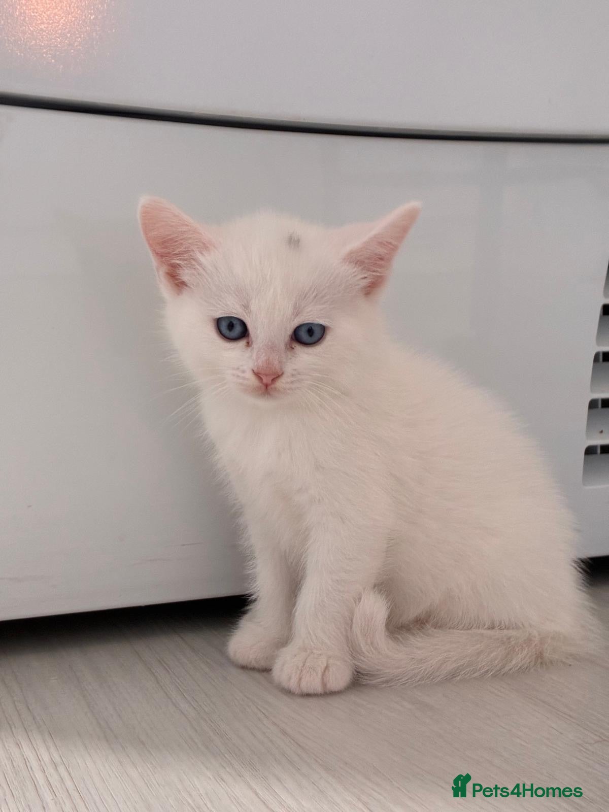 Munchkin cats Turkish Angora x Munchkin female, male & mum - Advert 17