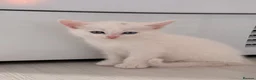 Munchkin cats for sale: Turkish Angora x Munchkin male and female  - Advert 20