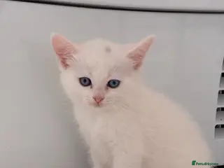 Munchkin cats Turkish Angora x Munchkin female, male & mum - Advert 17