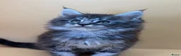 Maine Coon cats for sale: Maine Coons with Tests, Papers, Vet Checks & Vacc. - Advert 20