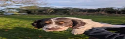 Cocker Spaniel dogs for sale: KC registered working cocker spaniel puppies  in Ryton - Advert 2