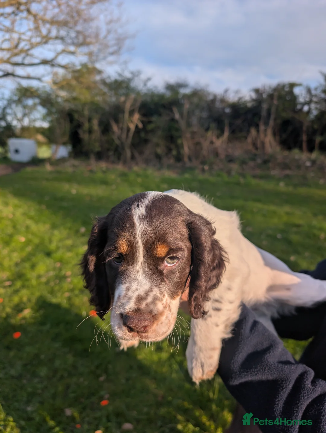 Cocker Spaniel dogs for sale: KC registered working cocker spaniel puppies  in Ryton - Advert 2