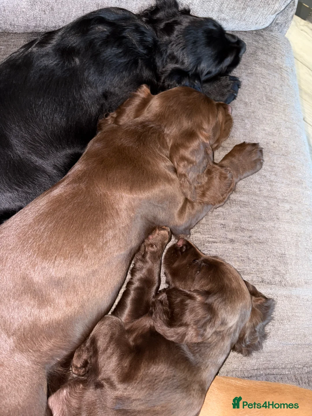 Cocker Spaniel dogs for sale: Bear  - Advert 6