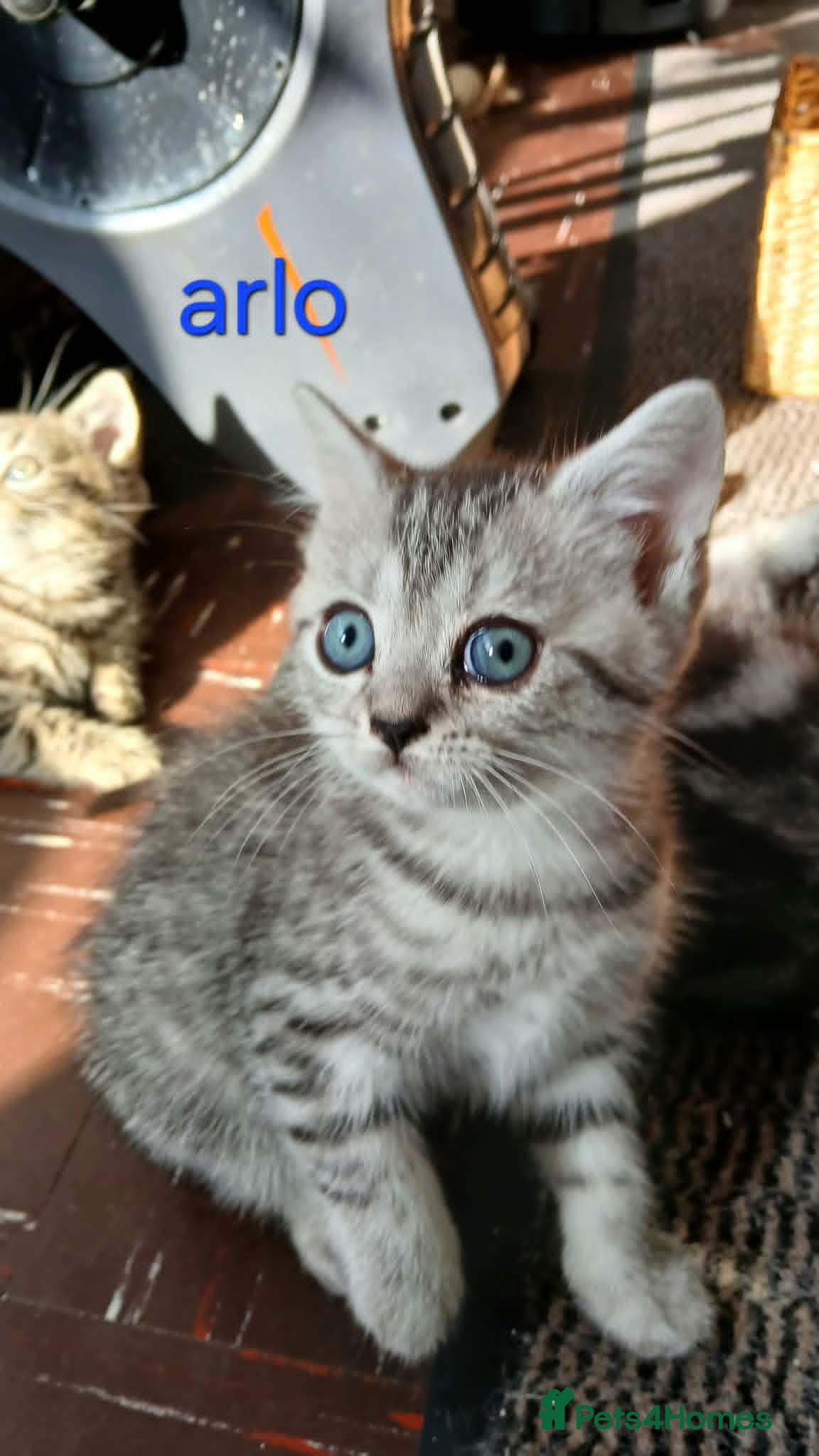 British Shorthair cats Bsh X Scotish straight kittens.  - Advert 17