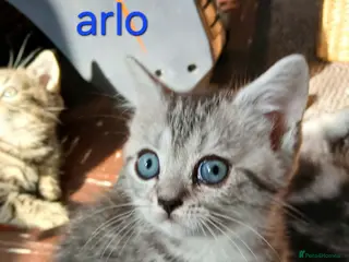 British Shorthair cats Bsh X Scotish straight kittens. - Advert 15