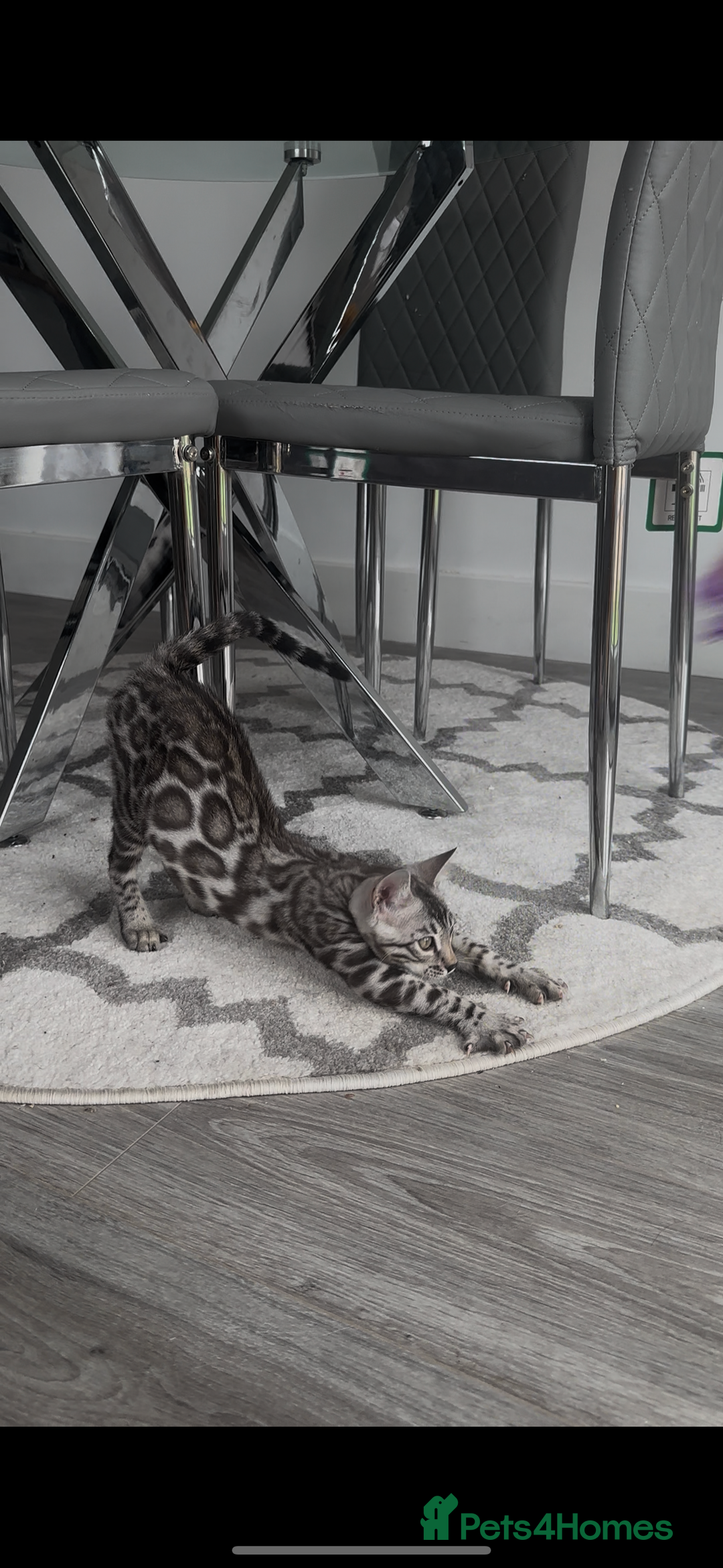 Bengal cats for sale: Breed quality silver bengal kittens 🐆💎🤍🩶🖤 - Image 26