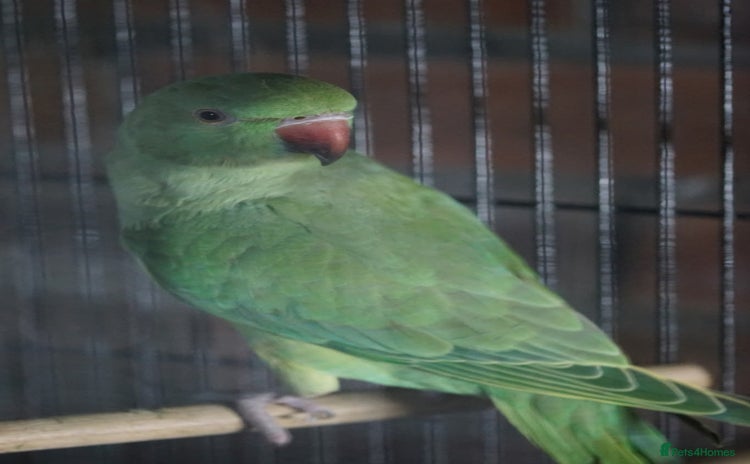 Ringnecks birds for sale - Advert 4
