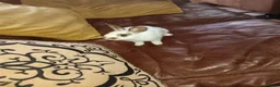 Mixed Breed rabbits for sale: Adorable bunny looking for a home in London - Advert 5