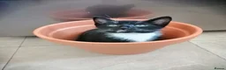Mixed Breed cats for sale: Kittens - Advert 6