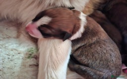 Border Collie dogs for sale: 7 border collie pups 🌟  - Image 14