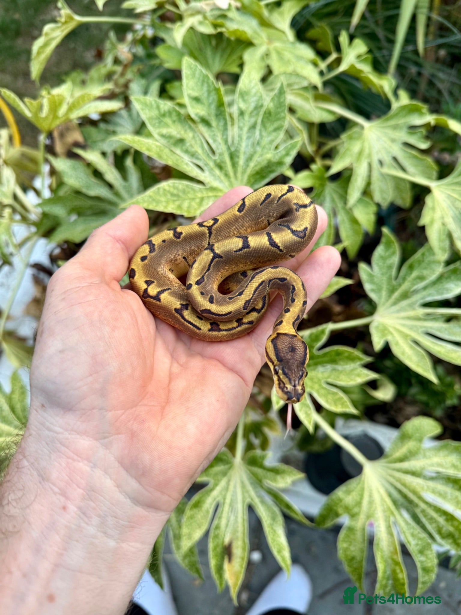 Python Snake reptiles Pinstripe Ball Python het pied  - Advert 1